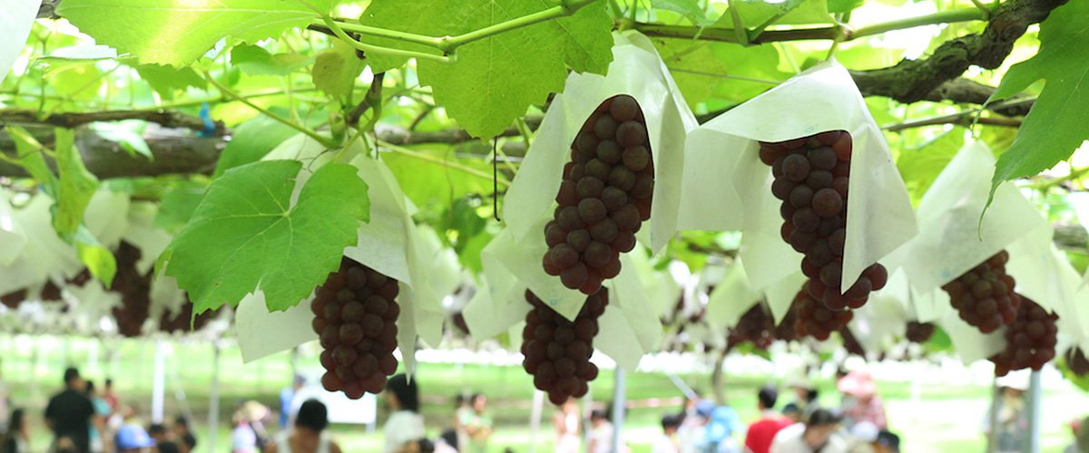 葡萄 collabo vineyard』人とつながり、信頼関係を積み重ねて広がってゆく