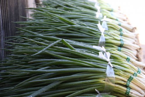 「あいちの伝統野菜」