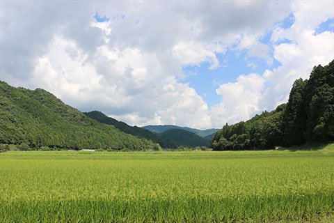 稲穂が揺れる晩夏の万足平。四季折々の表情を見せます