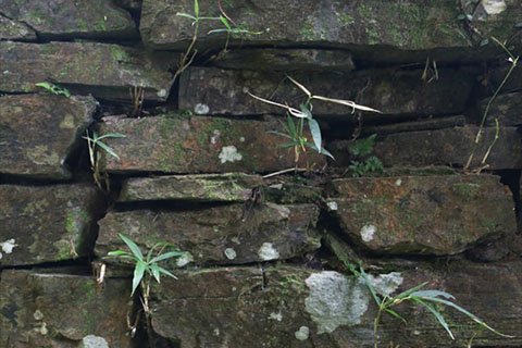 吉五郎による西側の猪垣。最近、シカによって一部を崩されてしまいましたが、木戸をくぐって右手にその石積みが見られます