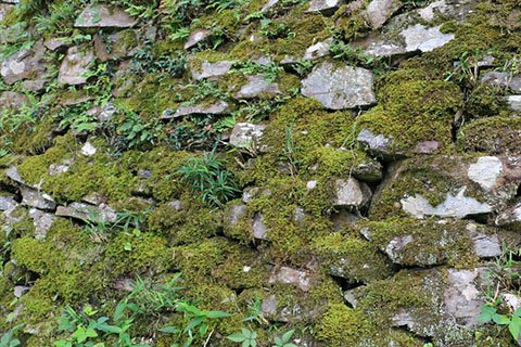 石垣が苔むしている部分は長い間、崩れずに保たれている証拠。江戸時代に積み上げられたところかもしれませんね