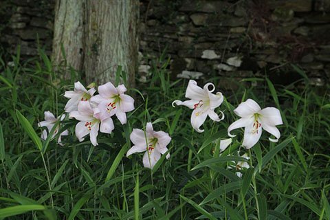 毎年6月には周辺にササユリが咲き、散策する人の目を楽しませてくれます