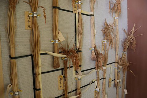 安城農業技術センター「岩槻記念館」に展示されている千本系のイネ