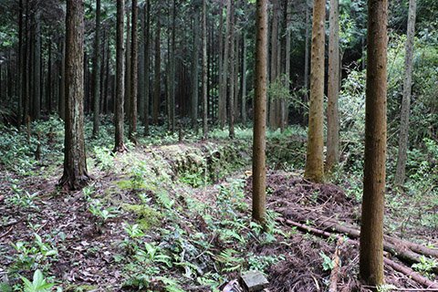 桜井寺から600mほど走ると、右手に田んぼのあった形跡が見られます。人工的に拓かれた平らな土地と石垣があり、この集落が栄えていた頃の面影を残しています