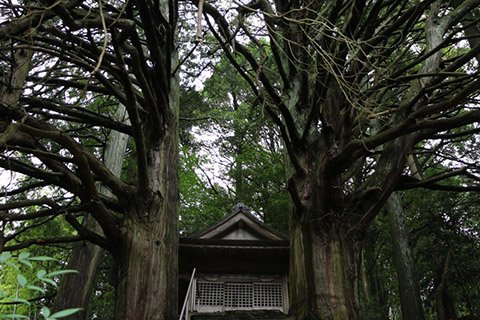 神社にある切越の夫婦ヒノキ。夫婦のネーミングを連想させる、互いをいたわりあうように伸びる枝に感動します