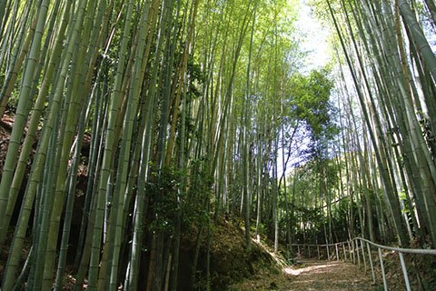 真福寺の境内には、いたるところに美しい竹林が。夏は日よけの役目も果たしてくれそうです