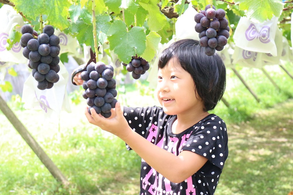片手で実を持ち、下の方の茎をカット