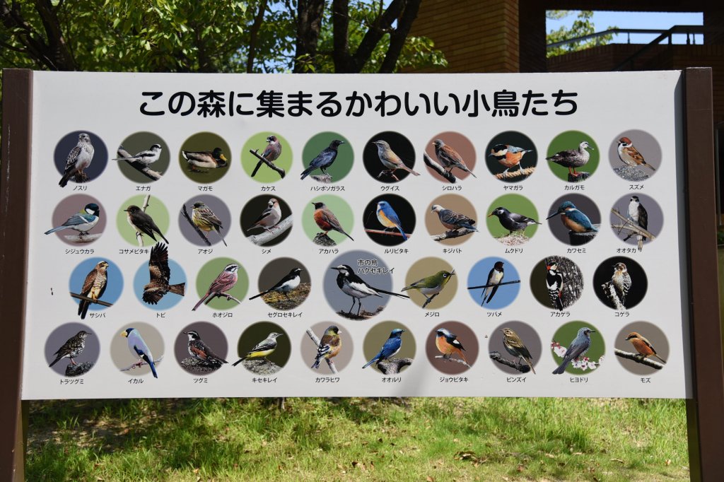 約40種類もの野鳥が紹介されています