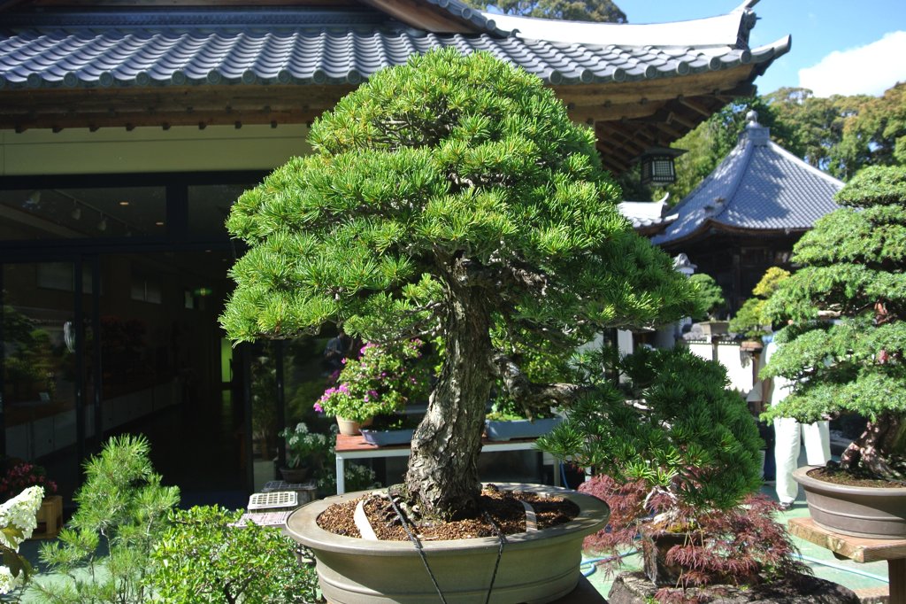 これが川端康成遺愛の盆栽「五葉松」。ほかにも日本を代表する銘木がそろいます