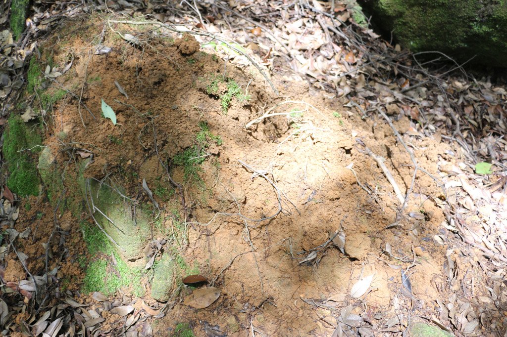こちらはシカが苔を食べた跡のようです。周辺までシカやイノシシが来ています