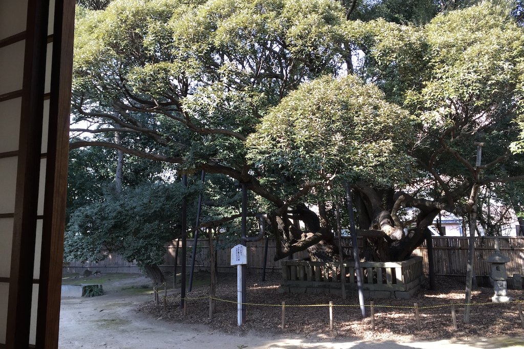 大方丈の廊下から庭を眺めると、立派な椎（しい）の木が。家康公による手植えと伝えられており、市の天然記念物に指定されています