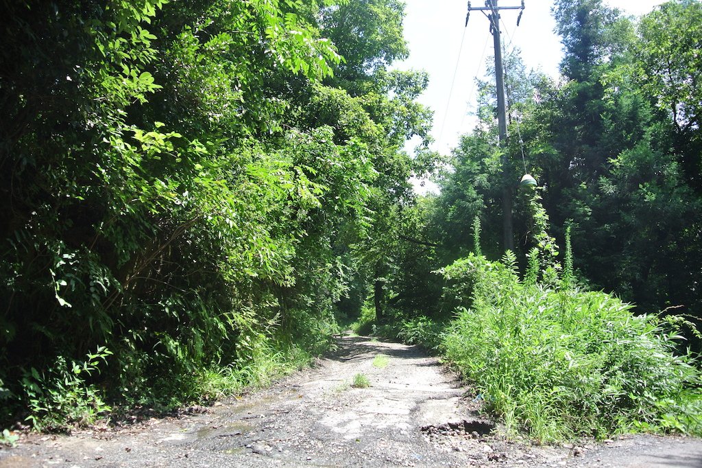 県道から山の中に入り、石切場に向かう途中の道。夜に来たら遭難しそうです…
