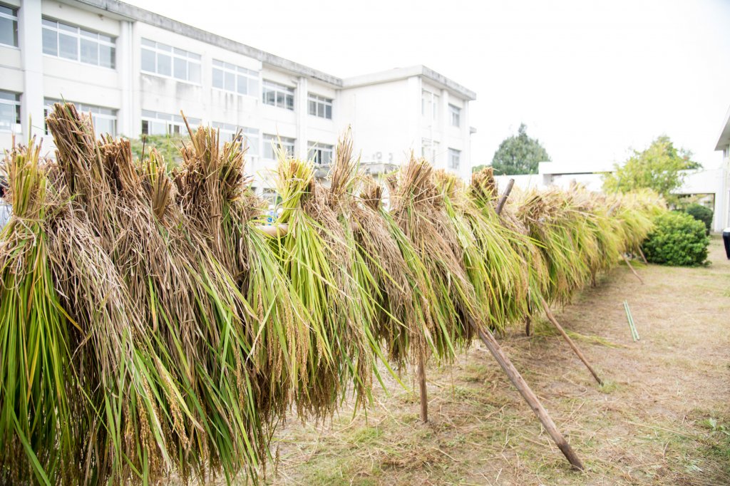 稲は昔ながらの天日干しをして乾燥させる