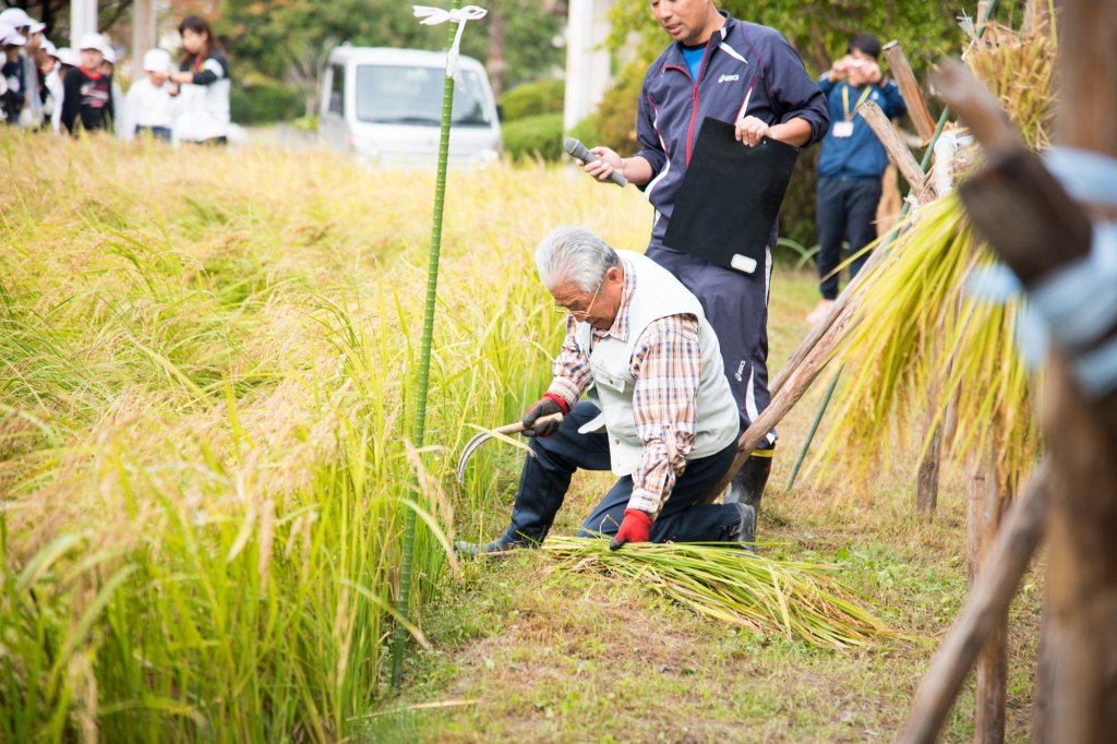 稲刈りの手本を見せる岡田さん