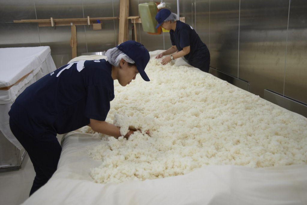 麹米を作るための製麹の作業。手前は若手杜氏の伊藤静香さん