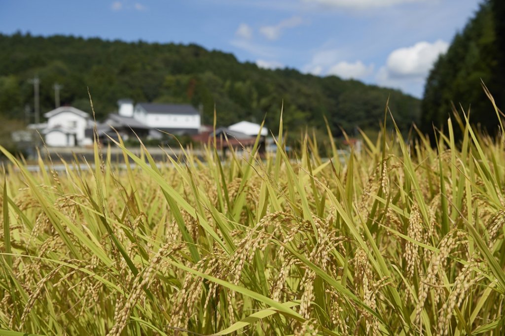 ゆくゆくは地域で育てられる米を使って、生酛・山廃の日本酒も造っていきたいそうです