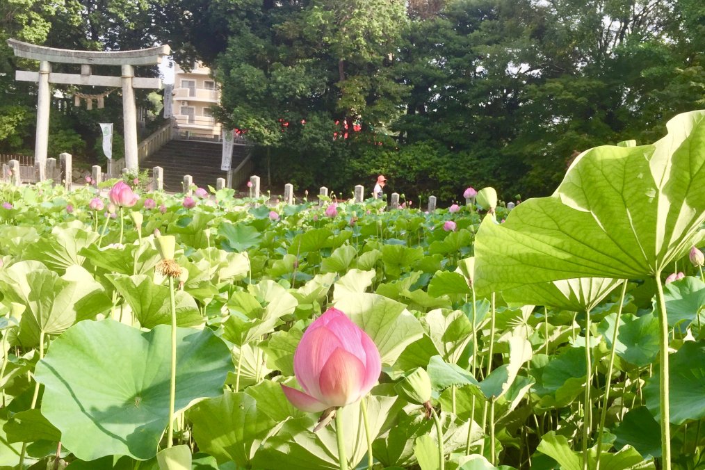 初夏の蓮池