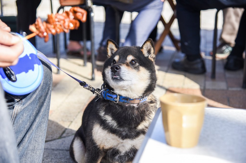 犬の散歩がてら足を運ぶ人も