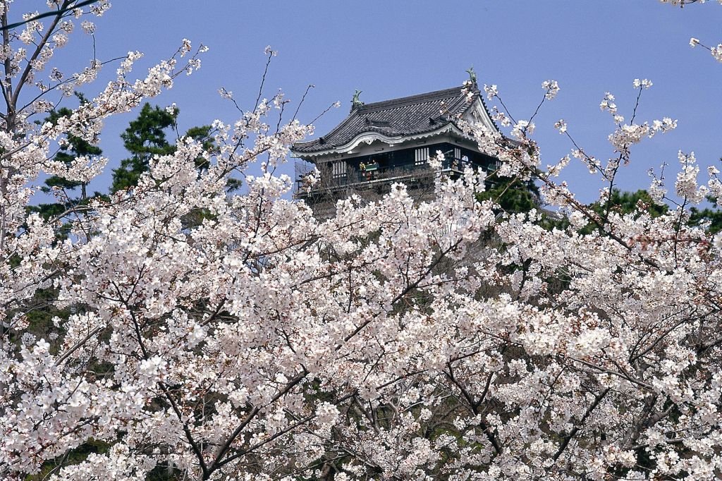 咲き誇る桜と岡崎城。岡崎の春の定番です