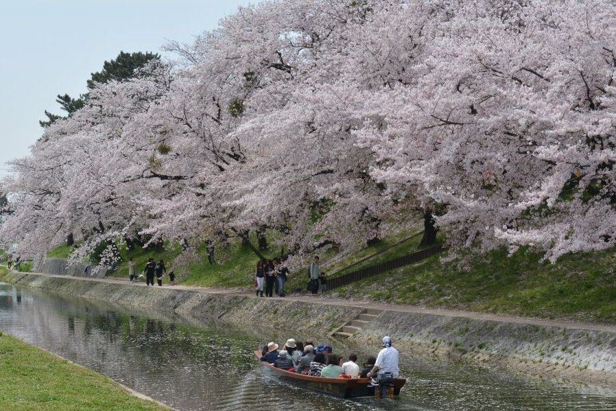 お花見乗り合い船がのどかに川を進みます