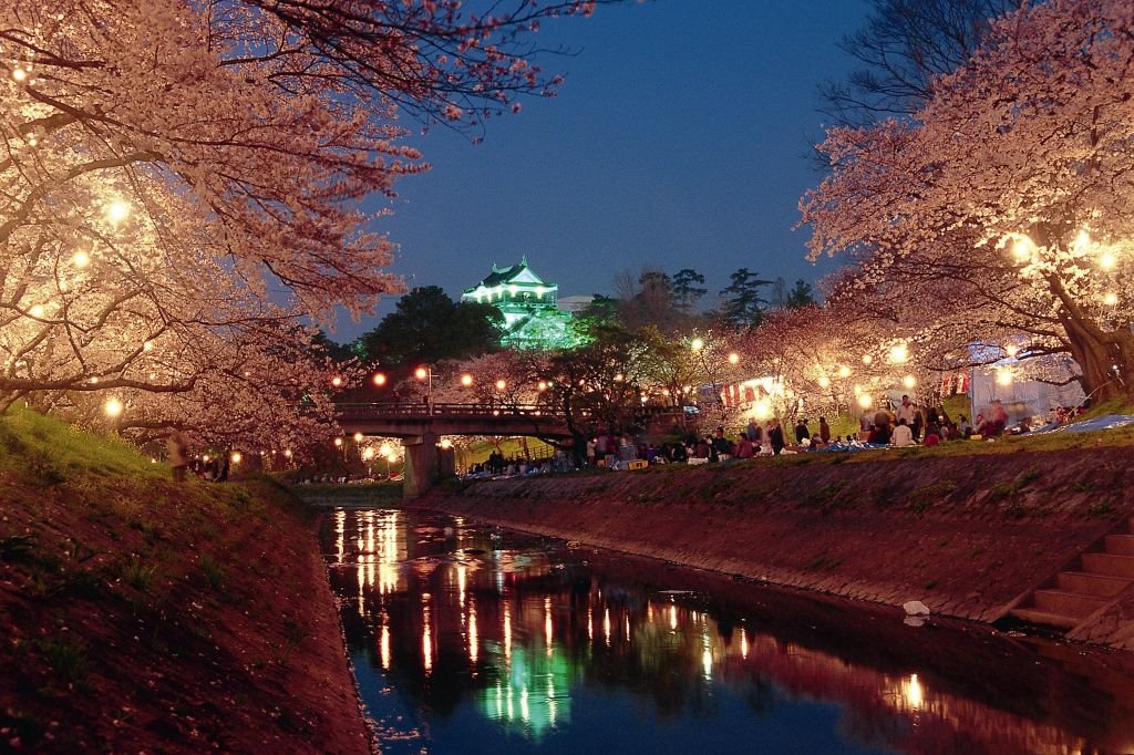 岡崎城をバックにした東海随一の夜桜が見られます