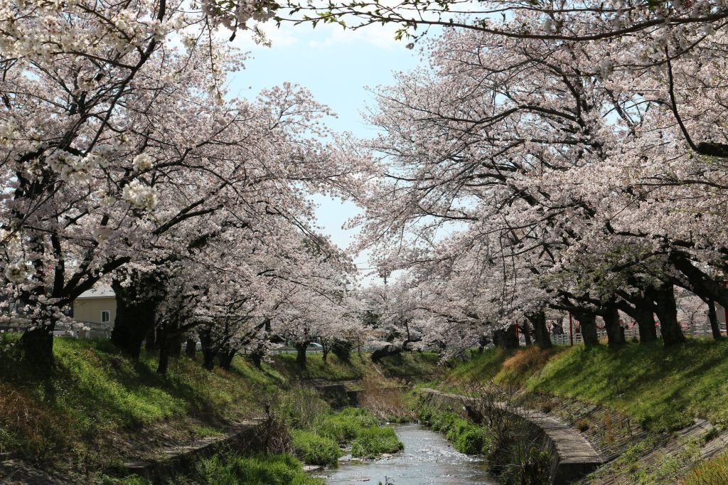 川を覆うような桜のトンネルが見られる伊賀川の桜