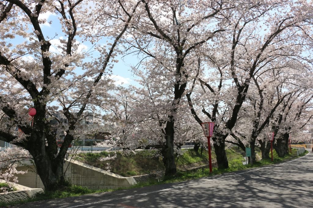 夜はボンボリに火が灯ります