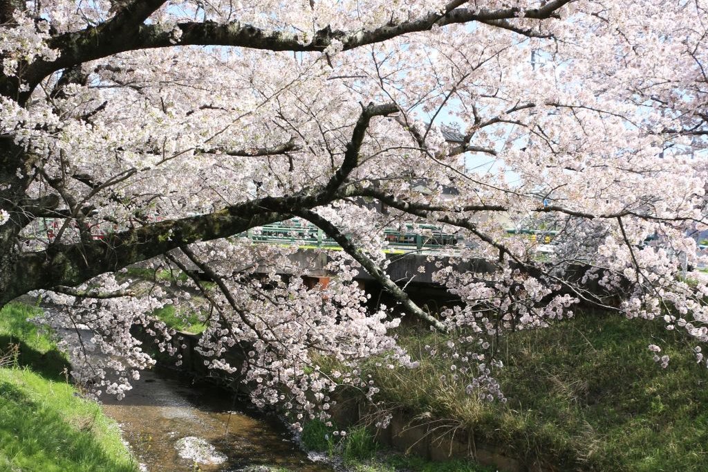 穏やかな春の陽の下での散策は気持ちいいですね