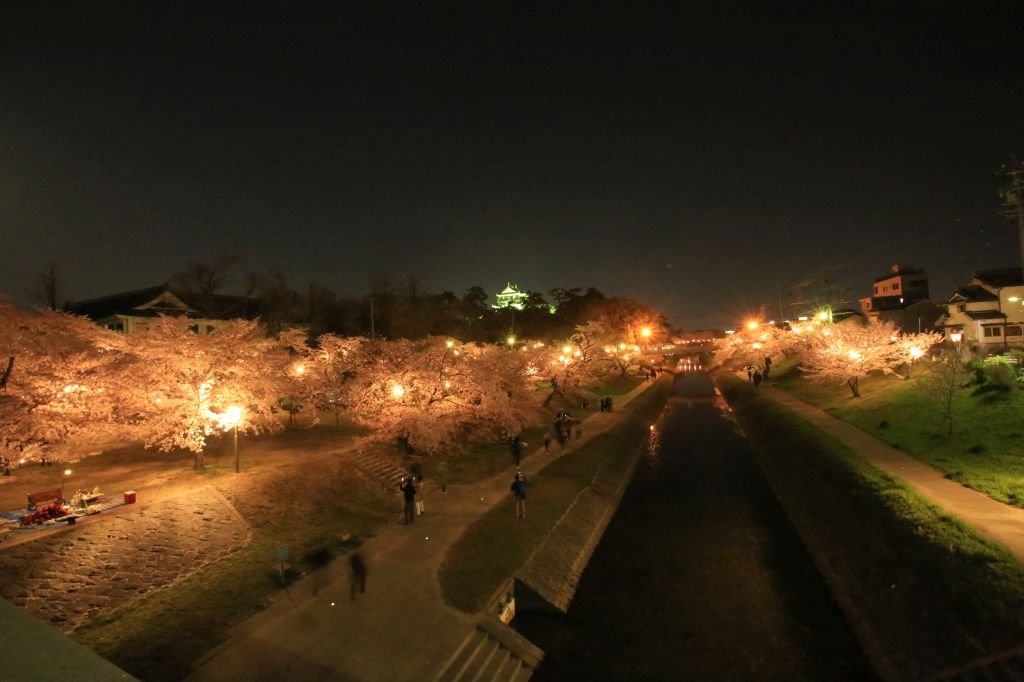桜のトンネルが見られる伊賀川の桜は一旦途切れますが、その先は岡崎公園まで続きます