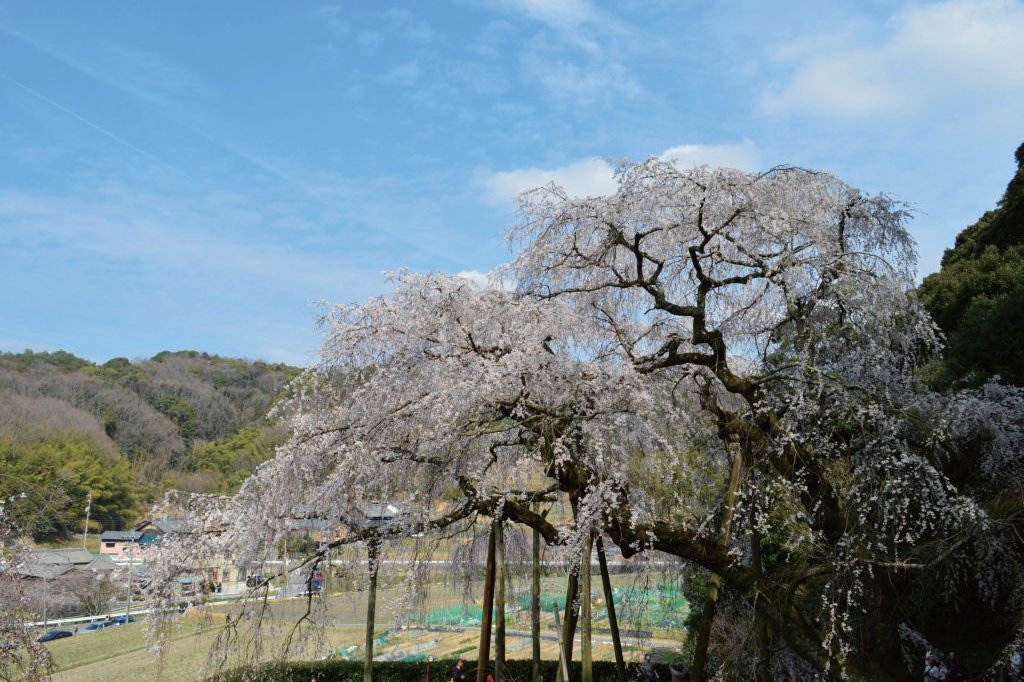 岡崎市の天然記念物にも指定されている奥山田のしだれ桜