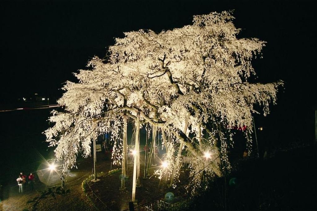 暗闇に幻想的に桜の花が浮かび上がるライトアップ