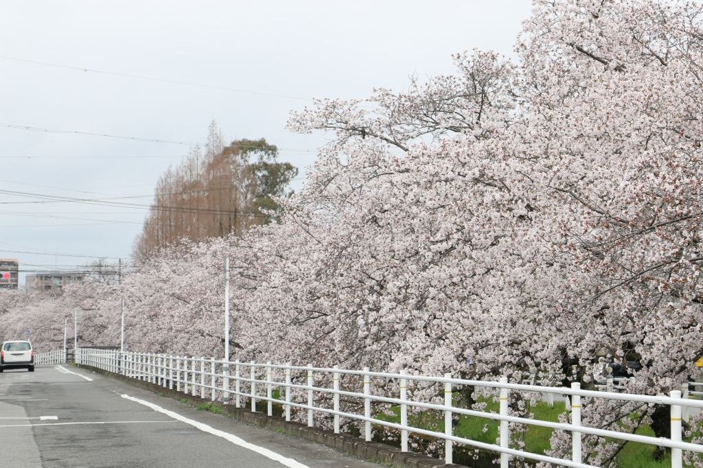 花付きが良い早川の桜