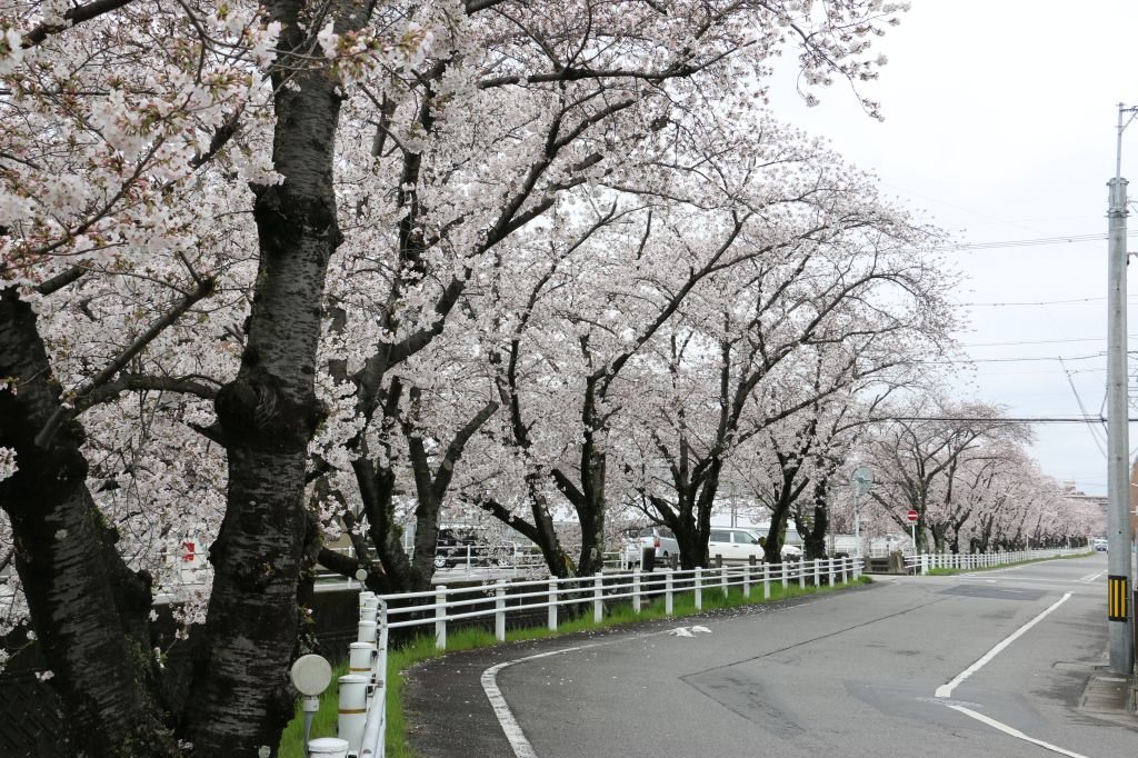 早川を挟んで一歩通行の道路になっています