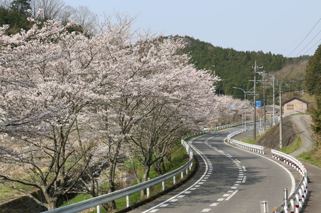 ドライバーの目を楽しませてくれる保久川の桜