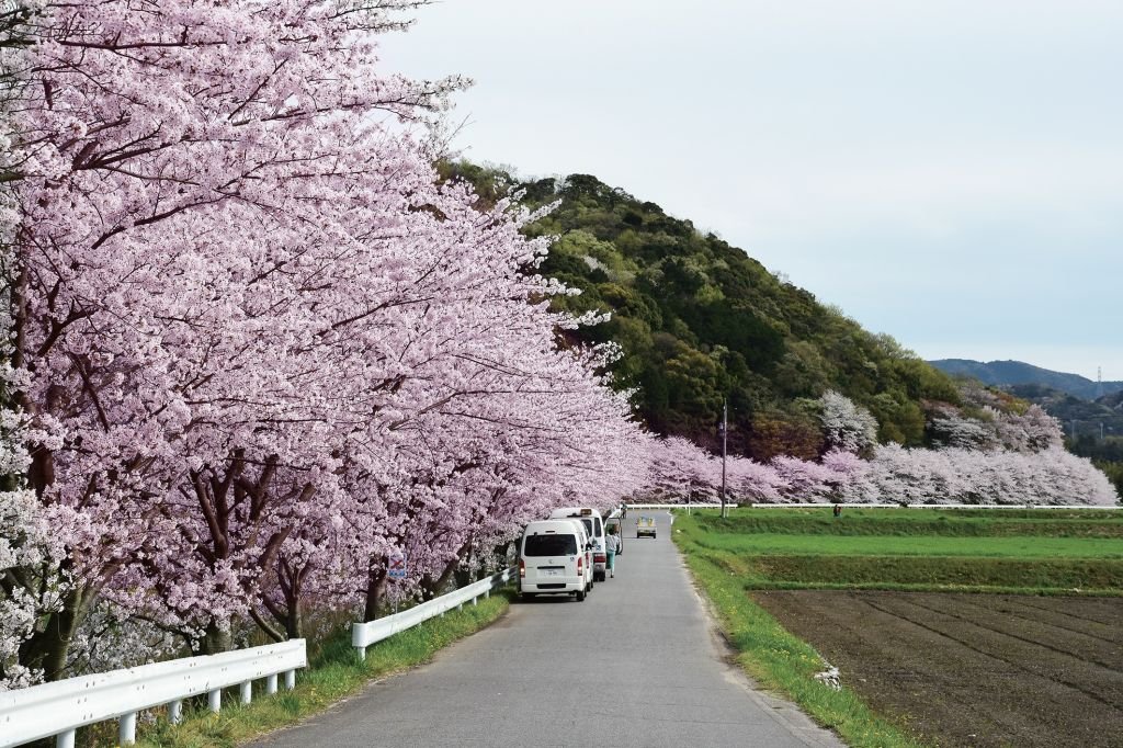 夏はゲンジボタルの観賞スポットでもある竜泉寺川沿いの桜並木