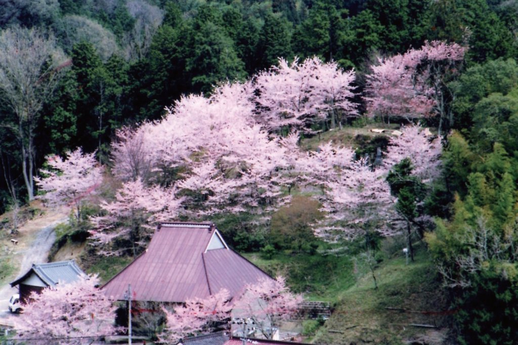 最盛期には専念寺の本堂が桜に埋もれてしまったかのような光景に
