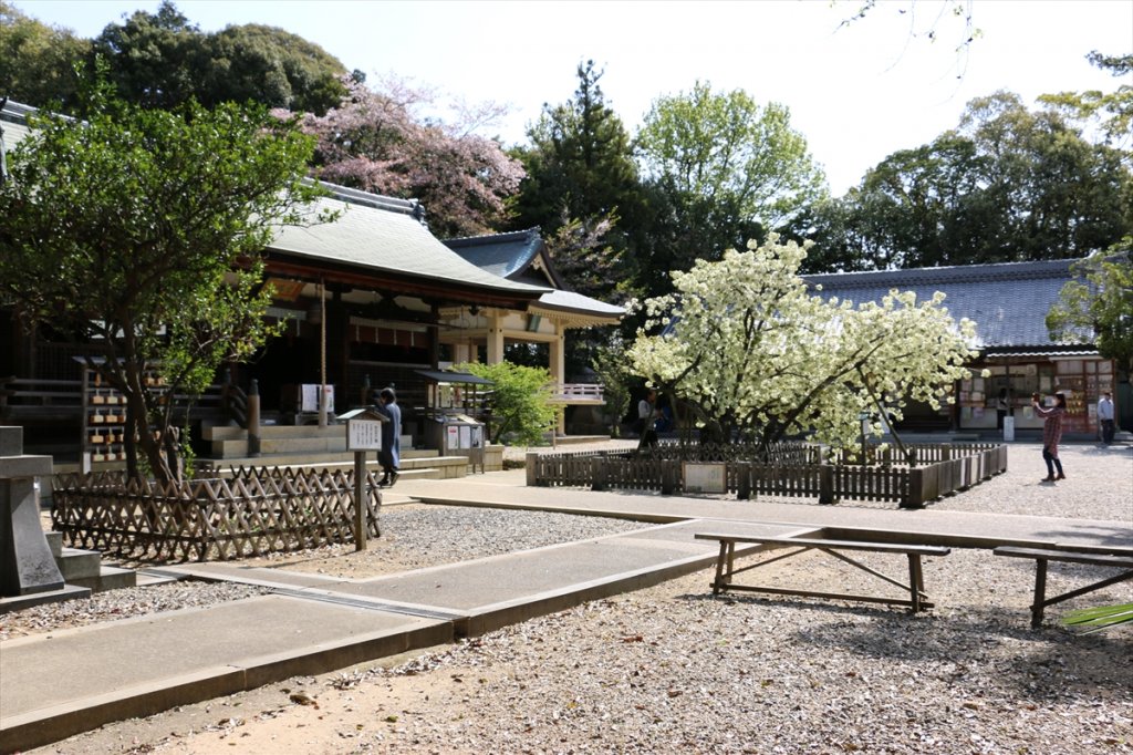 拝殿を正面に見て、左手に「右近の橘」、右手に「左近の桜」があります
