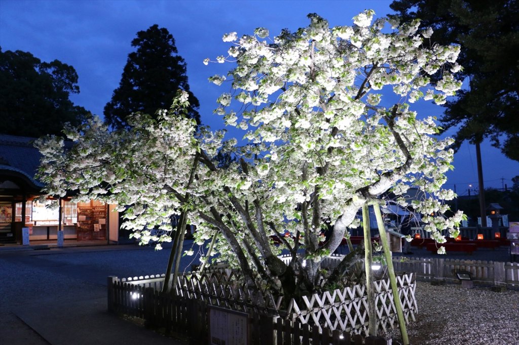 照らされる花の色と青葉とのコントラストが美しいライトアップ