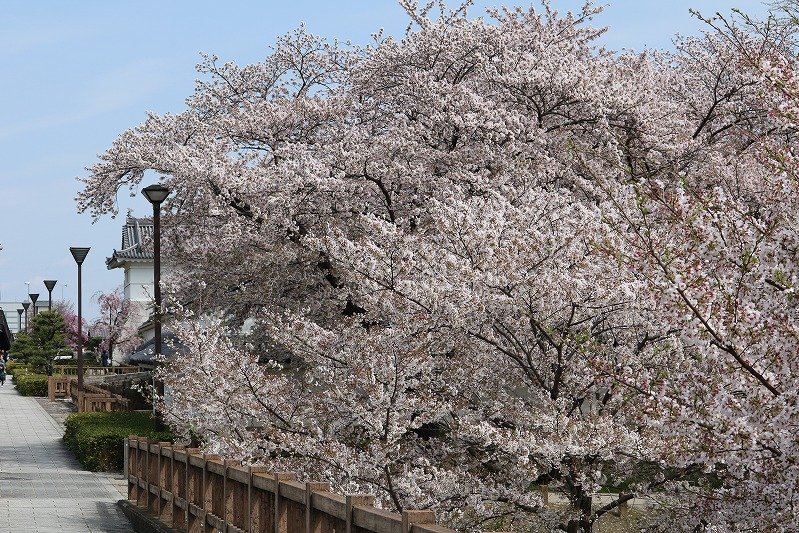 春を告げるお菓子も 桜の名所 岡崎公園でお花見を楽しもう 岡崎ルネサンス