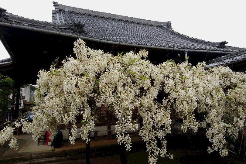 画像：松應寺