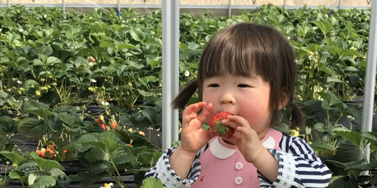 提供：苺の伊藤園