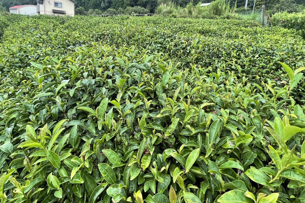 茶畑