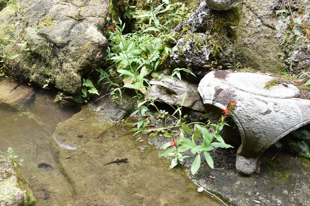 多様な生物が棲む裏庭