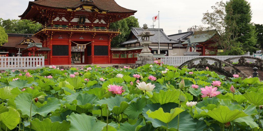 蓮の花の写真（7月頃）