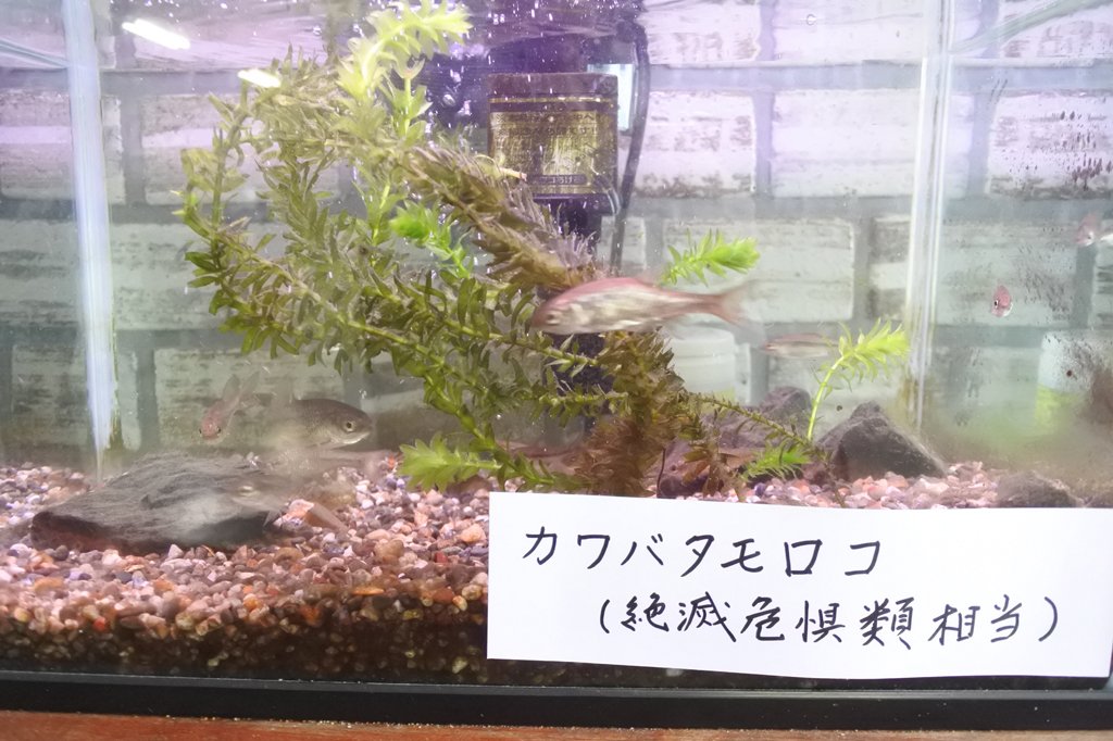 絶滅危惧種の淡水魚カワバタモロコ