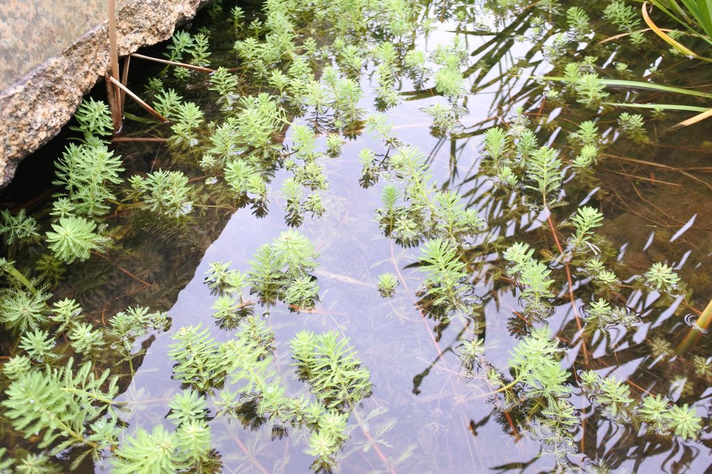 池の中に生えている藻
