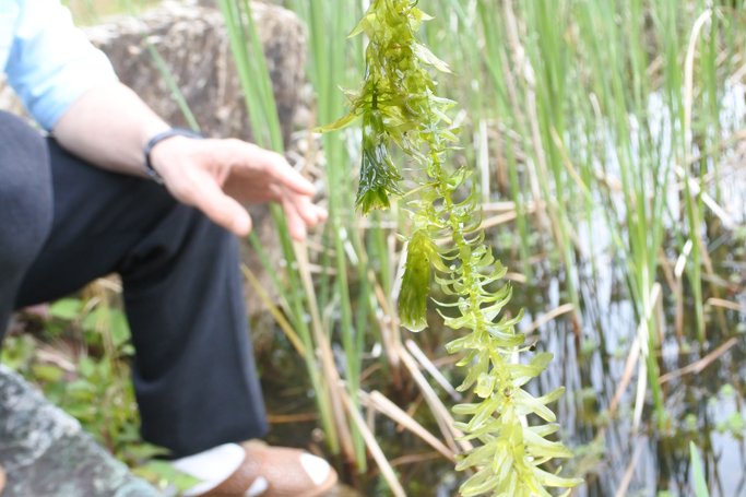 オオカナダモ（別名アナカリス）