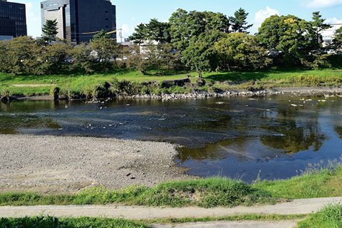 吹矢橋下流の浄瑠璃淵があったとされる付近。写真の手前側で姫は入水したと言われている。今は護岸工事で綺麗になっているが、よく見ると岩場のあとらしきものが残っている