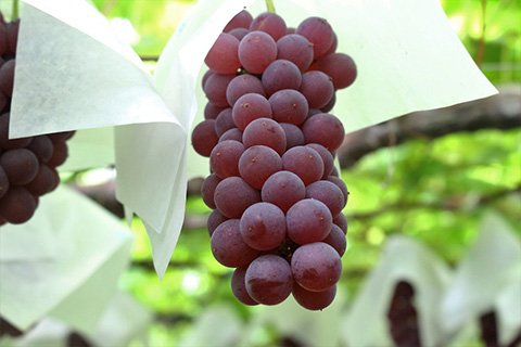 7月中旬から8月末まで食べられるデラウェア
