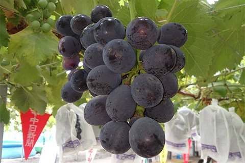 8月19日頃から登場する種無し巨峰